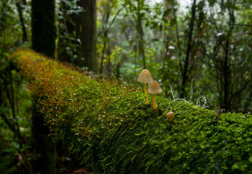 sjalvdestruktiv: Mushrooms &amp; Moss by Ben Cordia