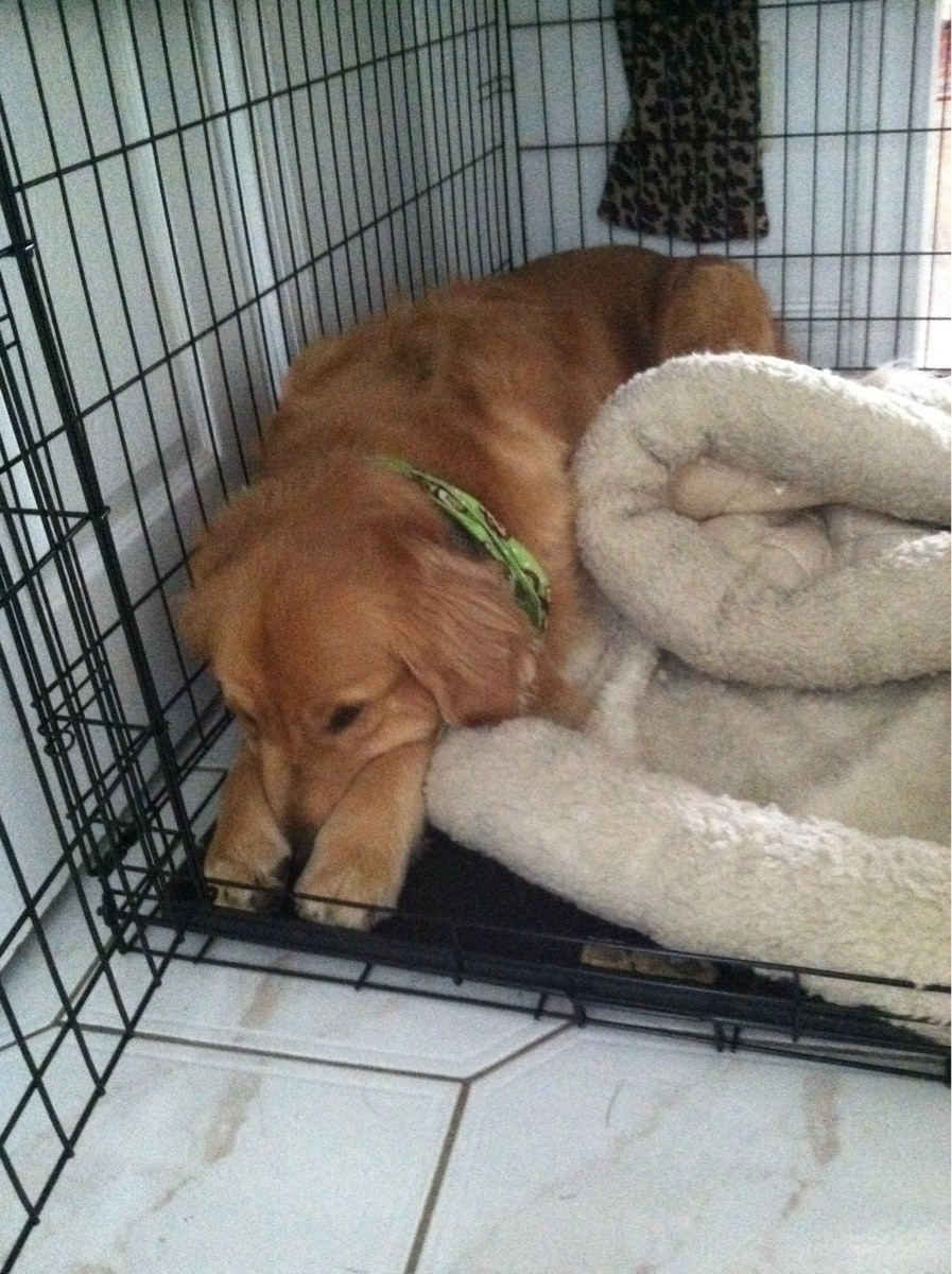 awwww-cute:  How I found my dog after discovering ripped up paper towels in the kitchen