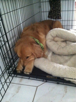 awwww-cute:  How I found my dog after discovering