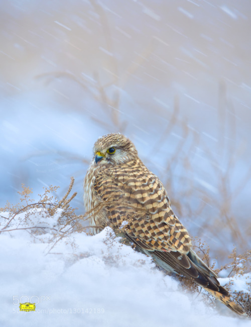 superbnature:  Merlin in Snow by KantLawyer http://ift.tt/1Smd5gC 