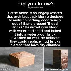 did-you-kno:  Cattle blood is so largely wasted that architect Jack Munro decided to make something eco-friendly out of it and created ‘Blood Bricks.’ He mixed cow blood with water and sand and baked it into a waterproof brick. It worked so well,