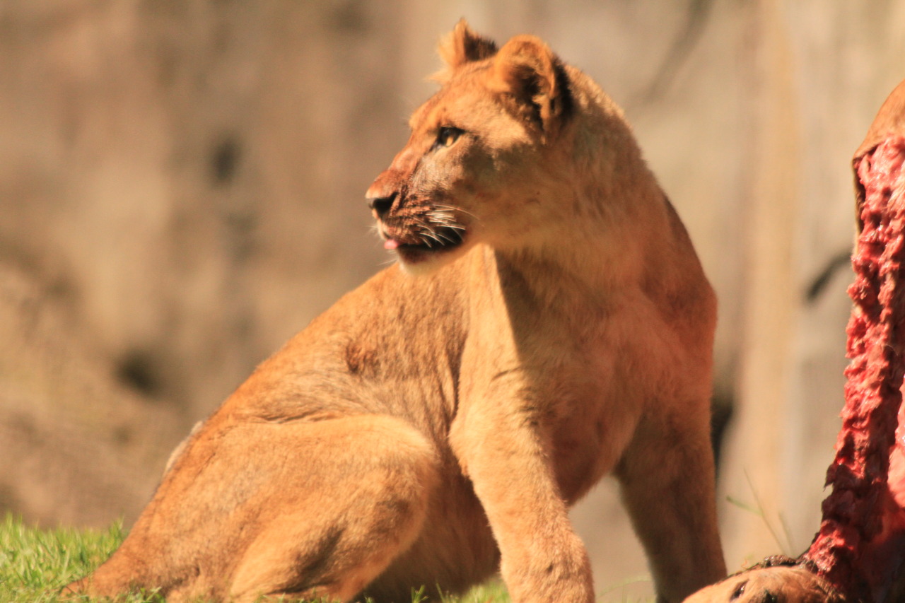 naturepunk:  The Oregon Zoo has a history of feeding their predators raw carcasses,