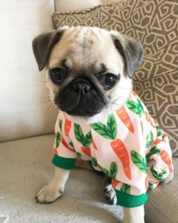 pugs:  Puggy in Pajamas 😍🥕💕