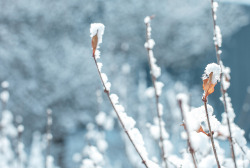 timefliestoday:  the sunlight catches in