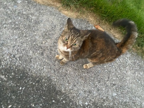 MY PARENTS SENT ME A PIC OF MY KITTY!!!