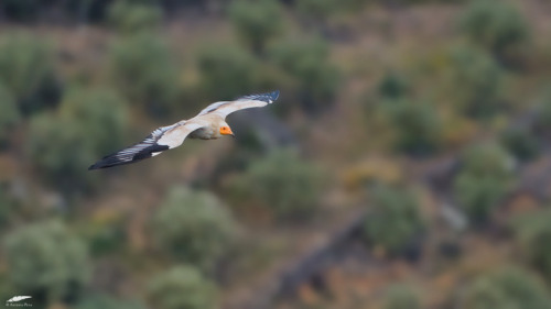 Egyptian Vulture - Abutre do Egipto (Neophron percnopterus)Freixo de Espada à Cinta-Figueira de Cast