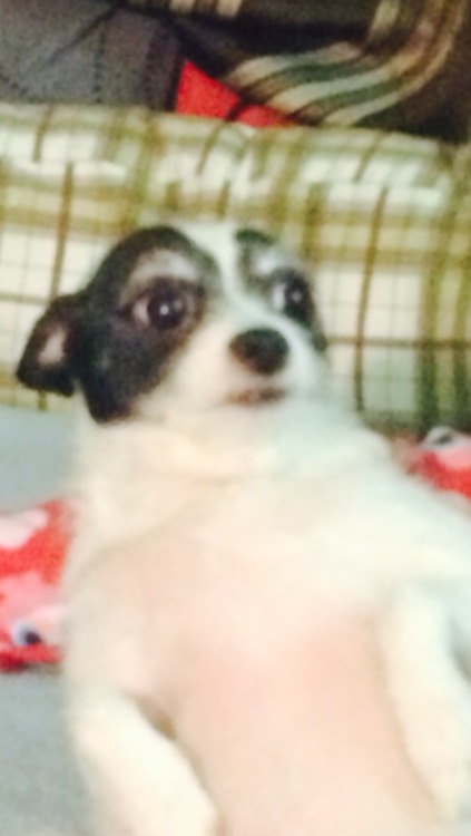windows98:  I literally fucking hate my dog
