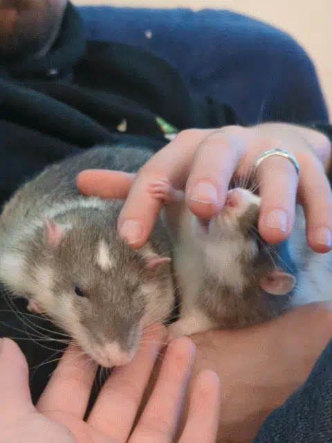 Ratty Manicure~