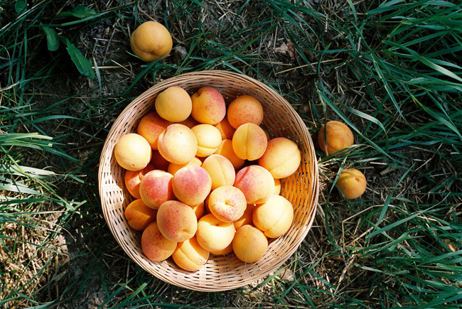 perfectmadness:  apricot harvest (by mitošinkovie) 