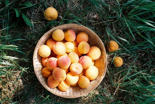 perfectmadness: apricot harvest (by mitošinkovie)
