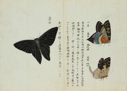 Porn Pics frenchtwist:  Lepidoptera by Keisuke Ito,