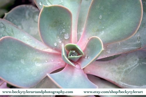 Succulent. Macro Photography. Prints available on @etsy. #macro #macrophotography #macro_brilliance 