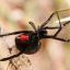 arachnidangels