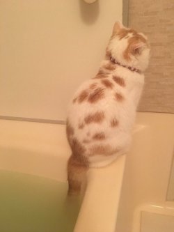 justcatposts:  why he do dat  dipp