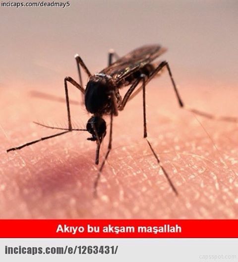 Akıyo bu akşam Maaşallah