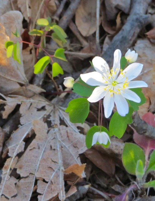 geopsych:Rue anemone, Thalictrum thalictroides or Anemonella thalictroides. I swear, it’s looking ha
