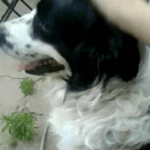 Sorry for the potato quality of these gifs, this is my border collie, Fuzzy. (He’s