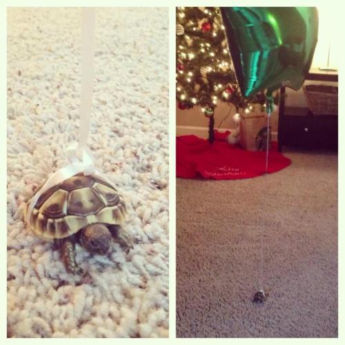 bunnywith:awwww-cute:A friend didn’t want to lose Franklin as he walked around the houseHE’SSOTEENY