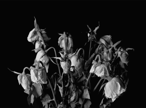 neosinn:  From the day a rose blooms it immediately starts to wither and die. Why