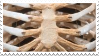 rib cage bones