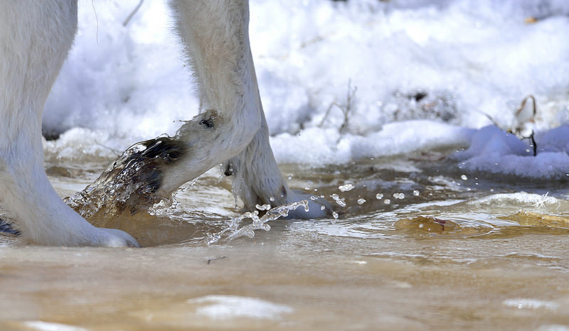 lonestray:  Arctic wolf by  Roger Daigle