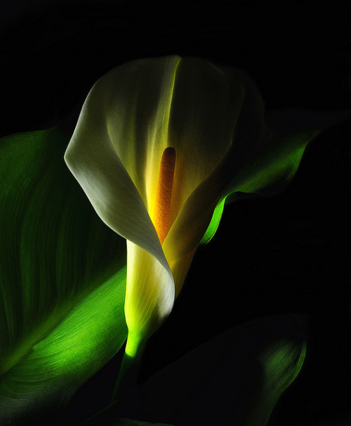 coiour-my-world:Calla Curves and Shadows. by Bill Gracey on Flickr.
