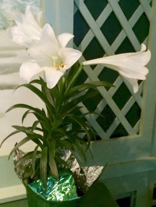 “Easter Lilies, Brennan’s Restaurant”