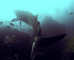 giffingsharks:  Whale sharks are not only the largest shark – they’re the largest fish in the ocean. These gentle giants feed on some of the tiniest creatures in the ocean: plankton. These sharks may be huge, but never fear, they come in peace. The