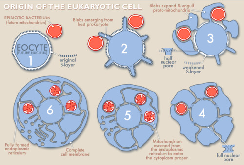 currentsinbiology:New theory suggests alternate path led to rise of the eukaryotic cell “T