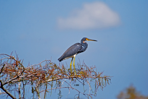 .Tricolored Blue Heron on a Bald Cypress tree (Everglades National Park).