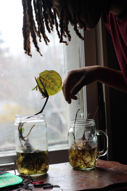 permanentmarkerlove:Plant rehabilitation with @AOmuff500 (on instagram)shot by dishonambrose 