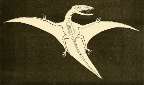 nemfrog:  Dimorphodon macronyx. Pterosaur. La terre avant le déluge. 1874. Internet Arch