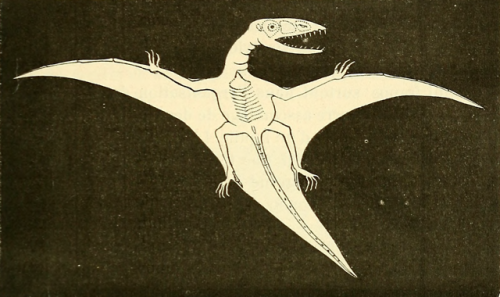 nemfrog:Dimorphodon macronyx. Pterosaur. La terre avant le déluge. 1874. Internet Archive 