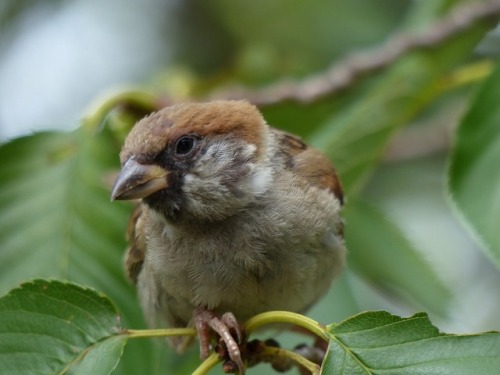 スズメ　Eurasian tree sparrowTown Sparrow ～ 街のすずめ　ArchiveTown Birds ～ 街の鳥  Archive