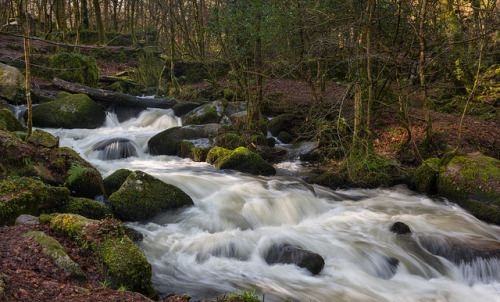 &ldquo;After the rains&rdquo; Kennal Vale woods, Cornwall by Richard Leah Photography on Fli