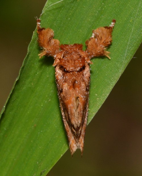 onenicebugperday:Spun glass slug moth,Isochaetes beutenmuelleri,LimacodidaeLike many slug moth speci