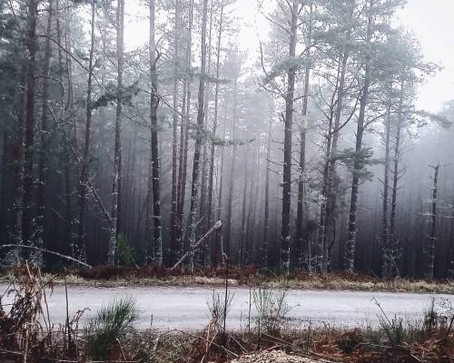 ma–petite:  Walking around Contin woods yesterday when all the mist was coming up the mountain 😍 