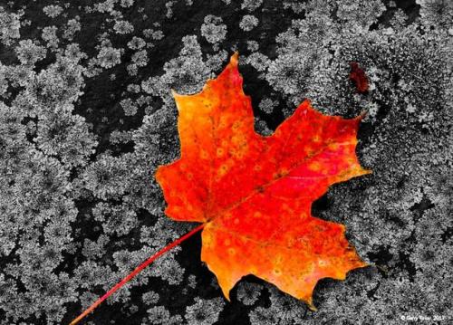 Autumn contrasts&hellip; ~ Coast to Coast ~ Shades of Black &amp; White ~ Abstractions ~