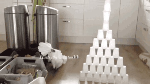 gifsboom:  Video: Harley the Cockatoo Hates Cup Towers