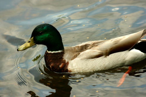 twilightsolo-photography:Mallard Duck, Male (Anas platyrhynchos)Another lovely bird from the the Bos