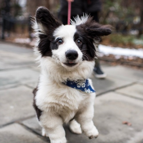 thedogist: Bao Bao, Cardigan Welsh Corgi (5 m/o), City Hall Park, New York, NY • “He&rsqu