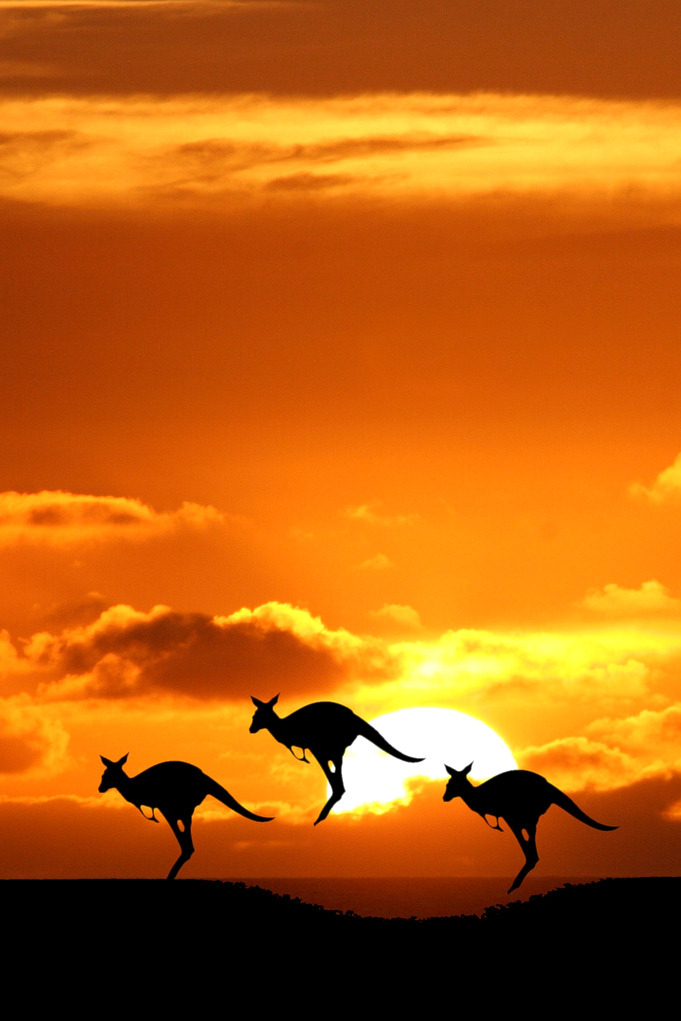 wolverxne:  imalikshake:  imalikshake: source  AUSTRALIA 