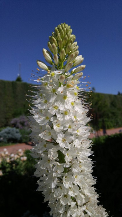 Eremurus “Joanna” is in the newly circumscribed family Asphodelaceae. Previously, this f