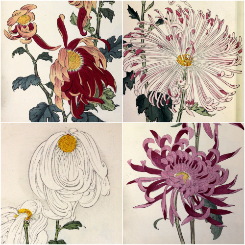 chrysanthemum by keika hasegawa 