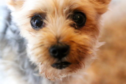 poppy, my happy yorkie