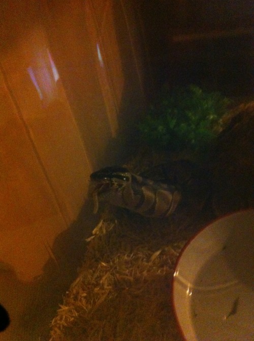 My Royal Python polishing off her meal for the week, apologies for the quality.. I did use my phone 