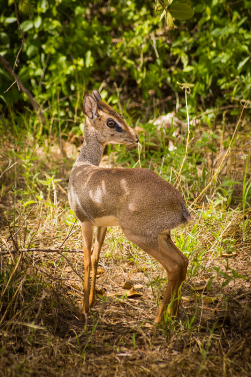 tvoom: Knock, knock Who’s there? Dik Dik