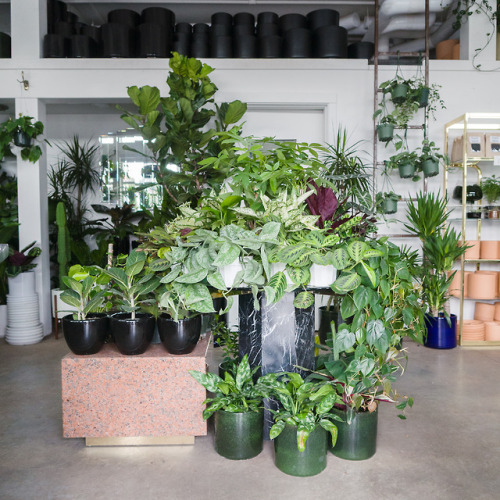 New plants at both shops today!