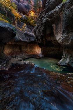 wowtastic-nature:  Golden Swirlies by  Alan Chan on 500px.com