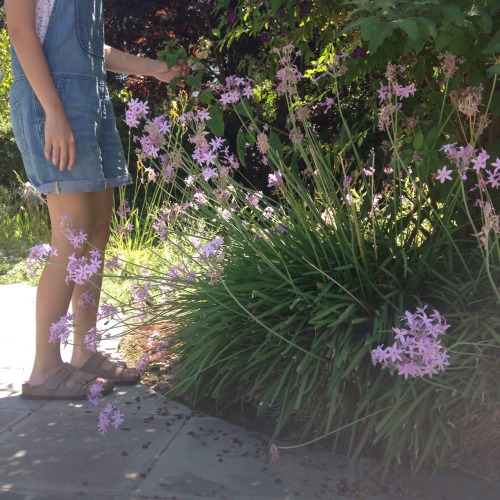 upbeatbabe:  garden adventures 